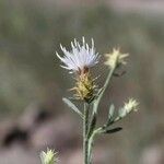 Centaurea diffusa Virág