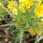 Scolymus hispanicus Feuille