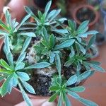 Euphorbia nivulia Hoja