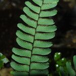 Adiantum terminatum Лист