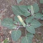 Datura wrightii Blatt