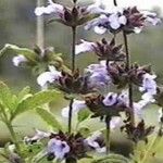 Salvia × bernardina