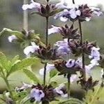 Salvia × bernardina Flower