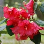 Rhododendron thomsonii Flor