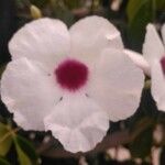 Ipomoea pandurata Λουλούδι