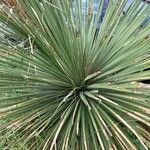 Dasylirion leiophyllum Yaprak