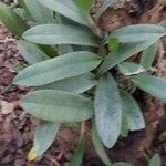 Epidendrum ciliare Leaf