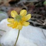 Hippocrepis scorpioides Flower