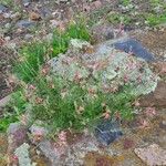 Oenothera suffrutescens പുഷ്പം