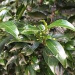 Rhamnus prinoides 葉