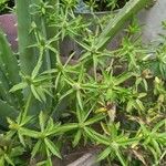 Eryngium foetidum Лист