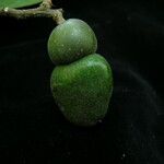 Semecarpus anacardium फल