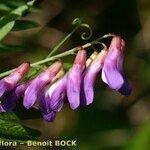 Vicia cassubica Квітка