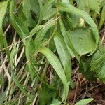 Buphthalmum salicifolium Hoja