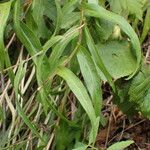 Buphthalmum salicifolium Leaf