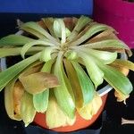 Lewisia cotyledon Hoja