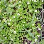 Stellaria media Habit