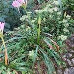 Amaryllis belladonna Habitus