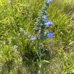 Salvia azurea 花