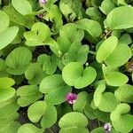 Ipomoea pes-caprae Leaf