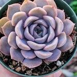 Echeveria laui Leaf