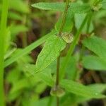 Scutellaria galericulata Folha