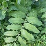 Polygonatum × hybridum Leaf