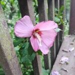 Hibiscus palustris Flower