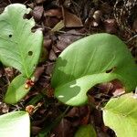 Phyllanthus macrochorion Habit