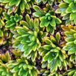 Azorella aretioides Hoja