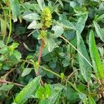 Amaranthus tortuosus Blatt