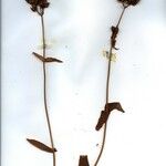 Hypericum montanum Žiedas
