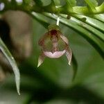 Dichaea panamensis Fruto