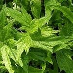 Echinops bannaticus Leaf