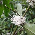 Coffea humblotiana Flower