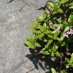 Plocama calabrica Leaf