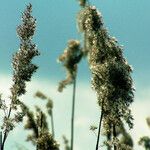 Phragmites australis 花