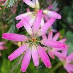 Erica verticillata Blüte