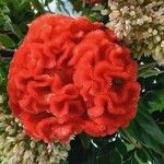 Celosia argenteaBlodyn