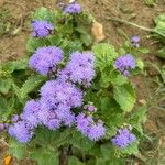 Ageratum houstonianumBlüte