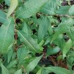 Persicaria odorata Blad