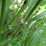 Lolium giganteum Blatt