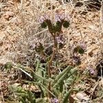 Phacelia integrifolia Облик