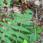 Dryopteris marginalis Habit