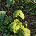 Fagopyrum tataricum Leaf