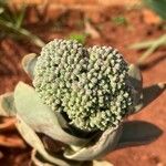 Crassula perfoliataBlüte