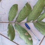 Magonia pubescens Leaf