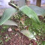 Corymborkis corymbis Leaf