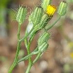 Crepis micrantha Fruto