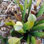 Sarracenia minor पत्ता